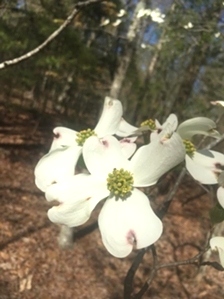 Dogwood Flower In Knoxville Tennessee